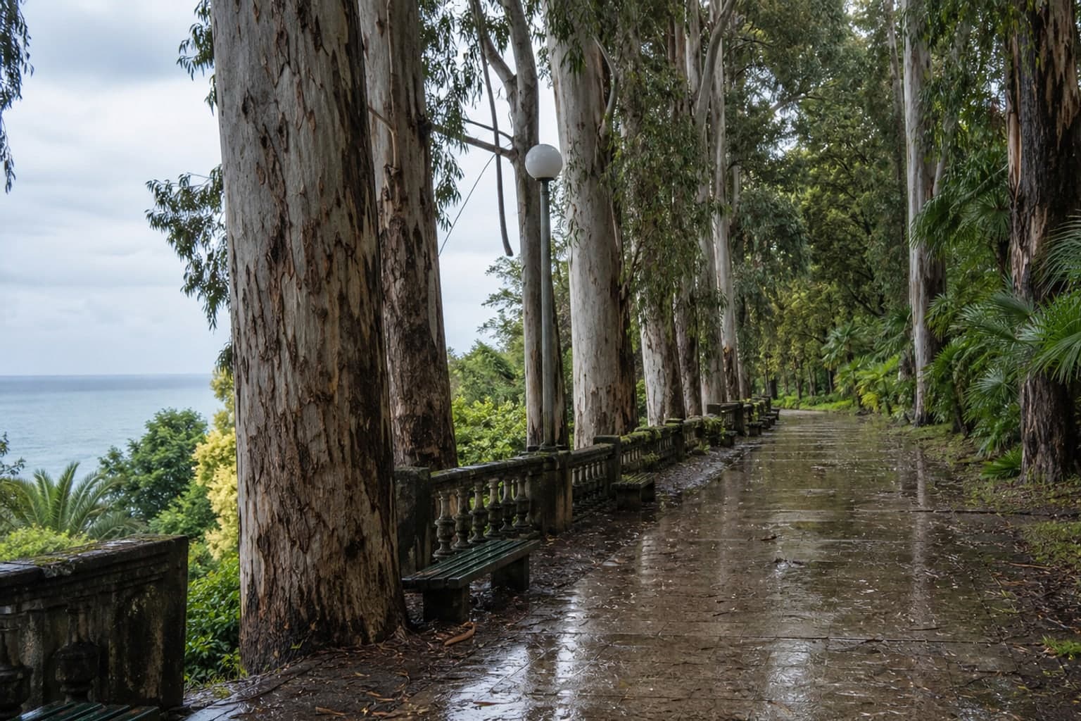 Eucalyptus Avenue After the Rain