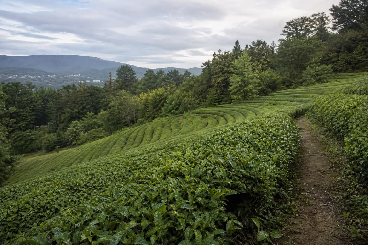 Dagomyschai plantation with tea terraces on a green hillside.