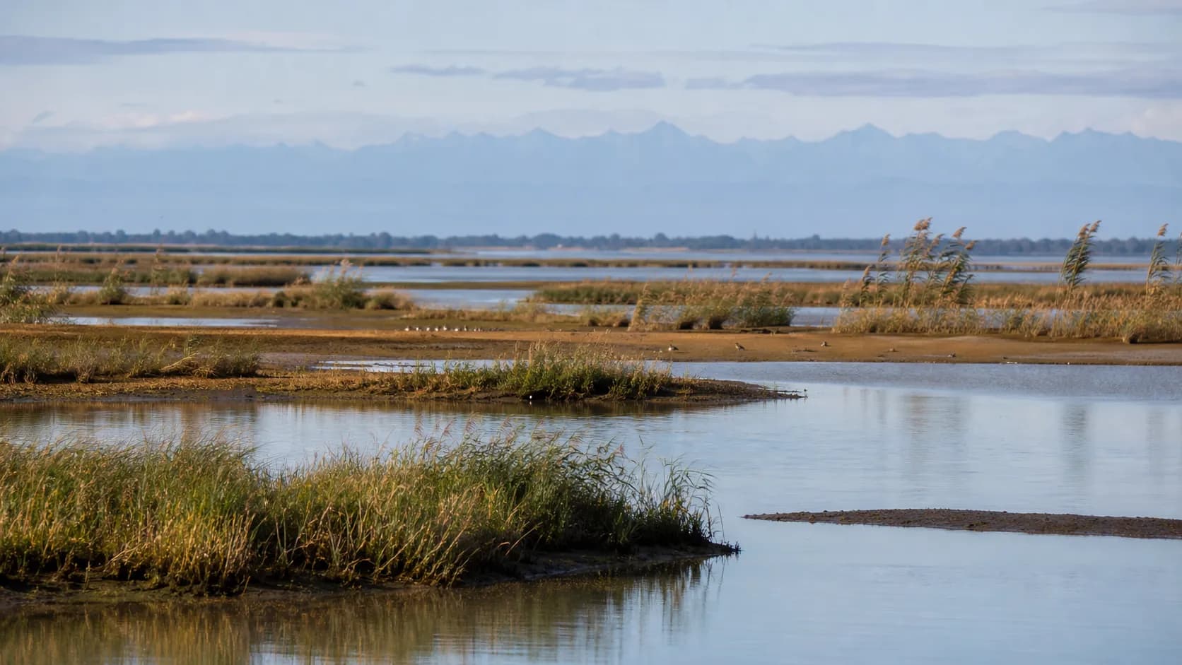 Inguri River Delta Reed Wetlands