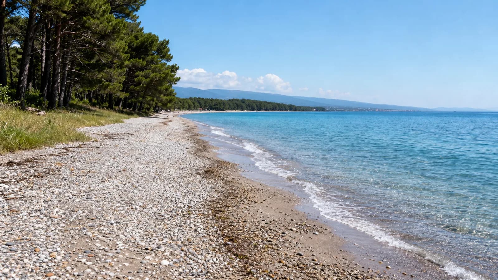 Ldzaa Beach Pine Shore