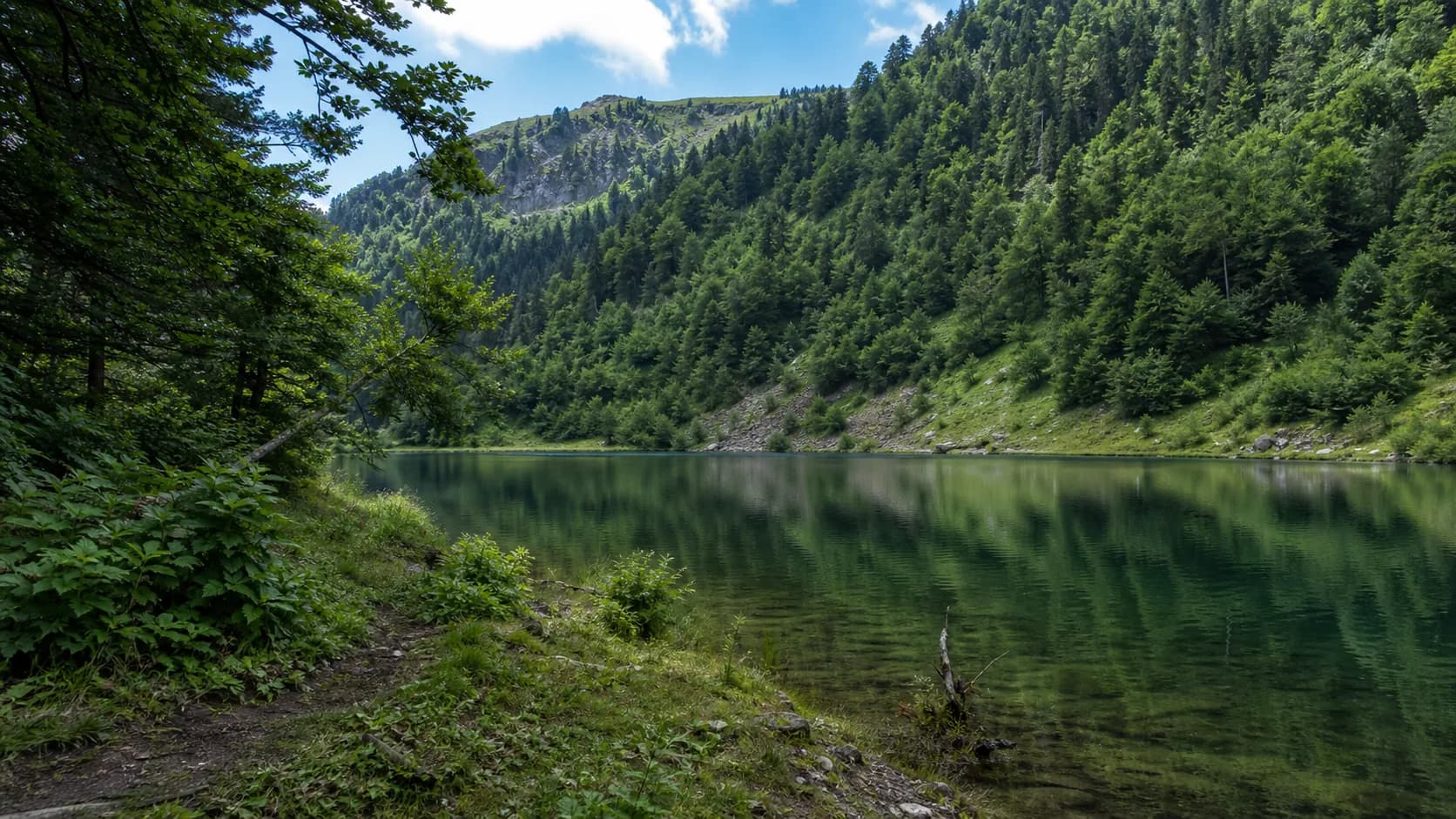 Little Ritsa Forest Shore