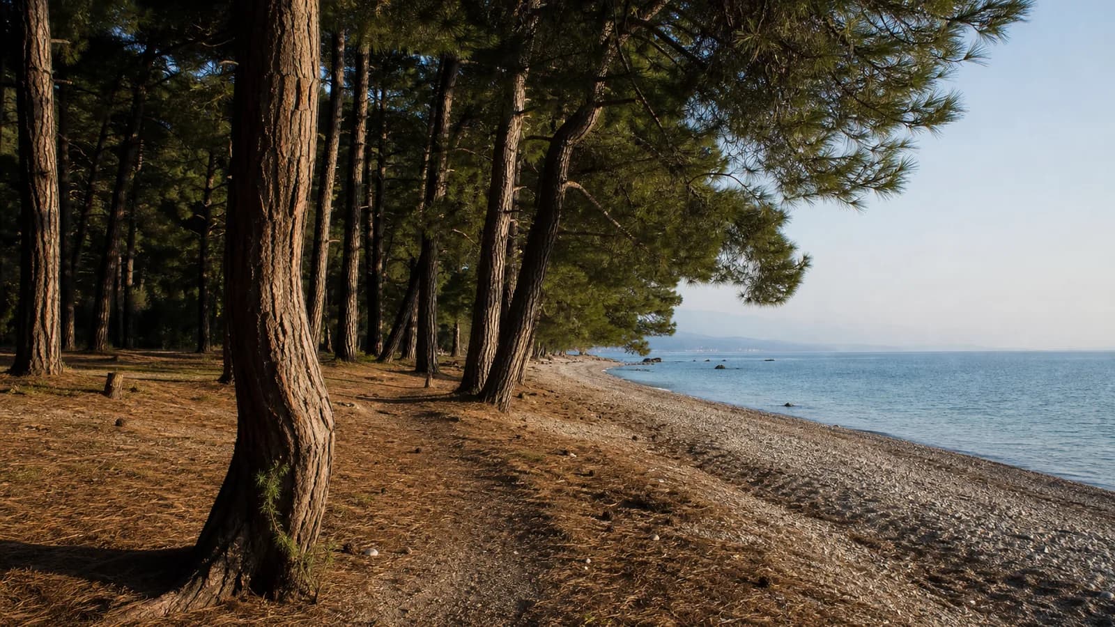 Pitsunda Pine Coast