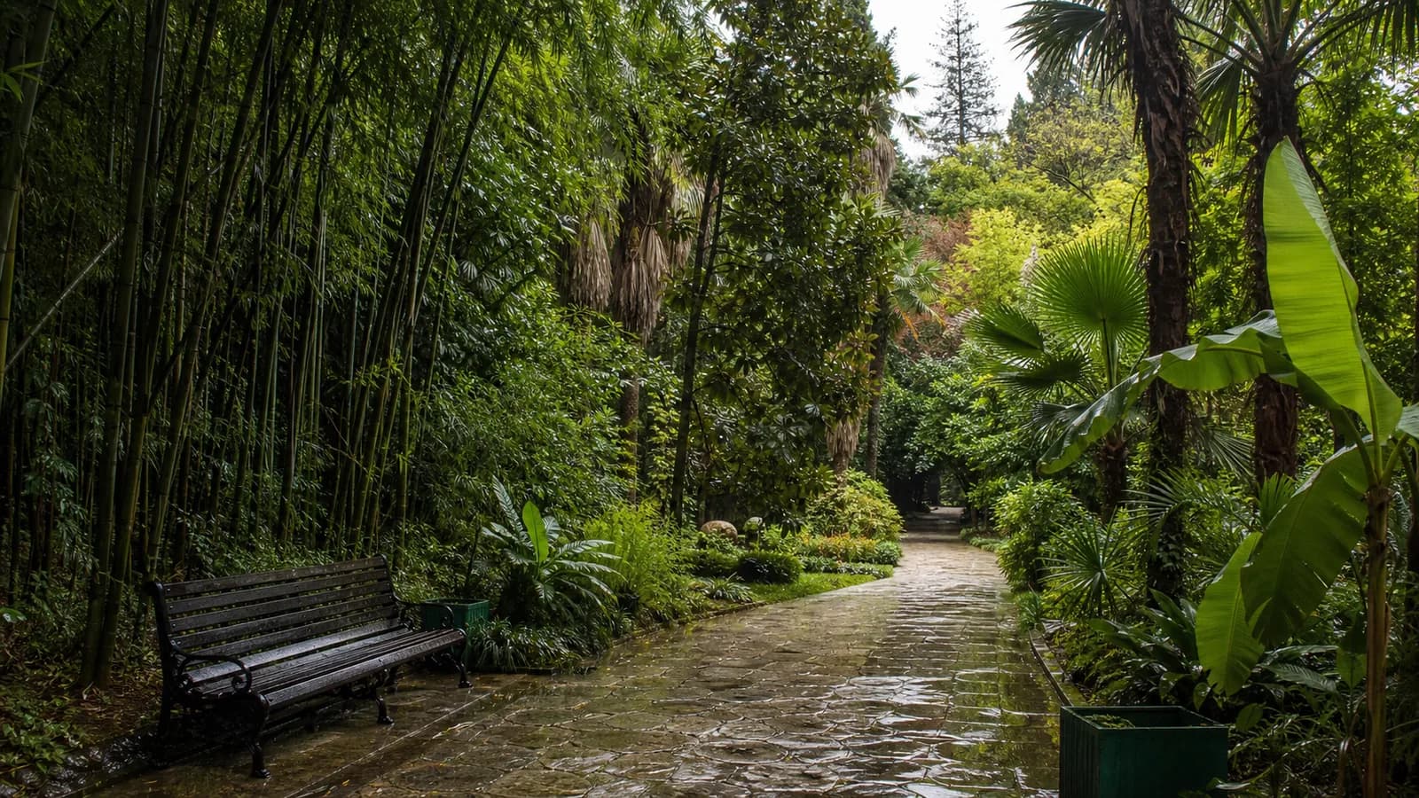 Sukhumi Botanical Garden Alley